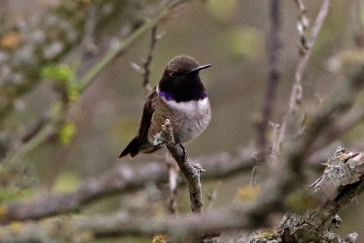 Black-chinned Hummingbird - Kris Petersen