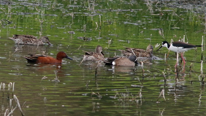 Blue-winged Teal - ML145861761