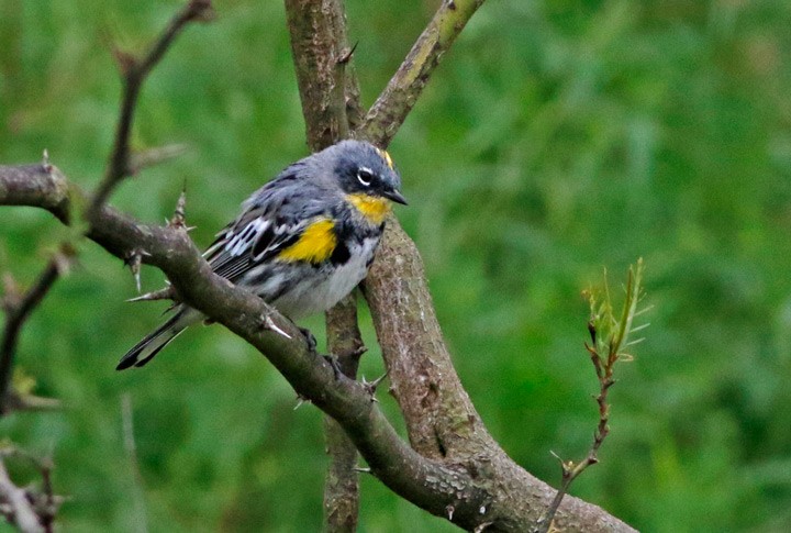 Yellow-rumped Warbler (Audubon's) - Kris Petersen