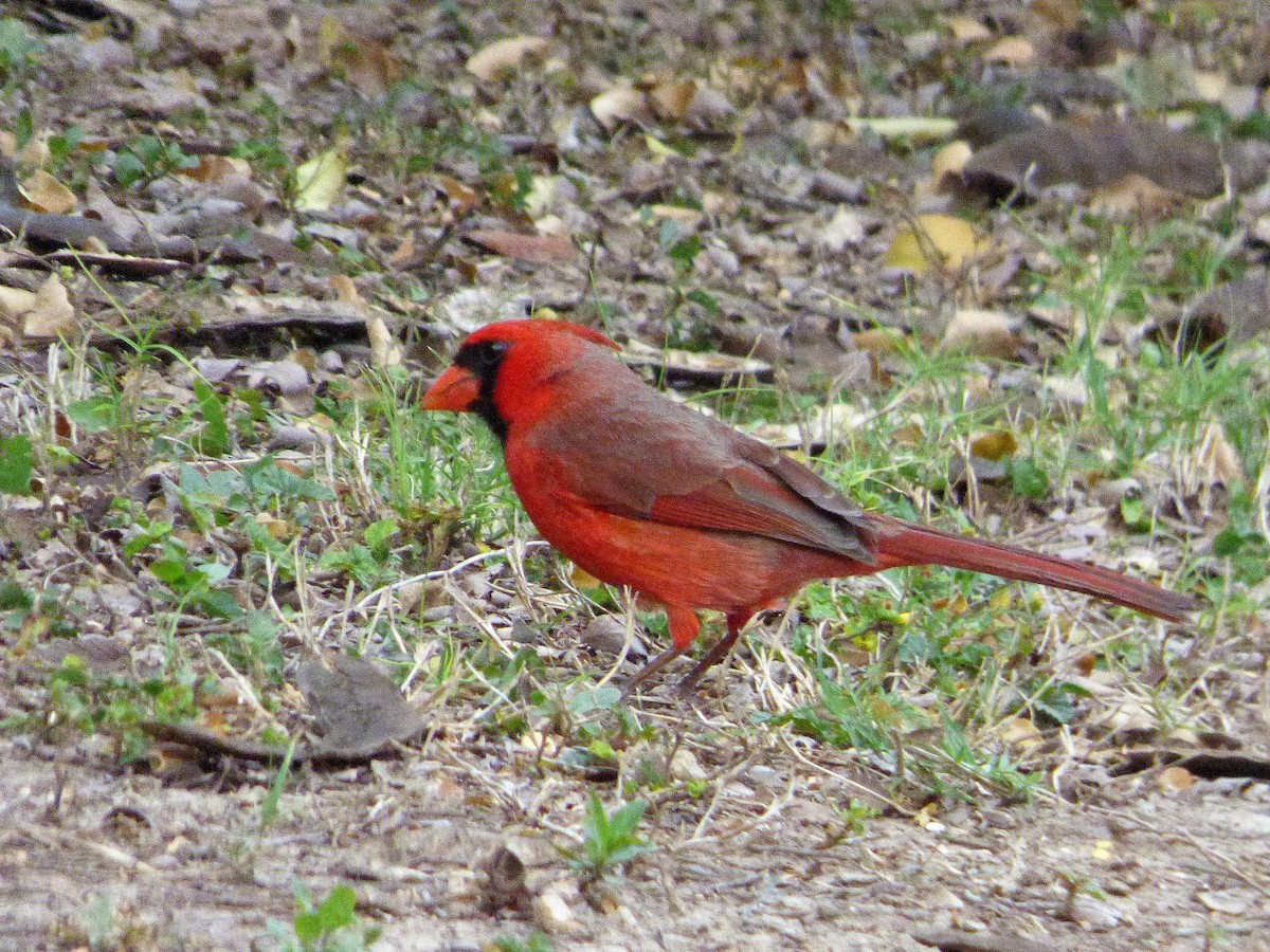 Northern Cardinal - Rustom Jamadar