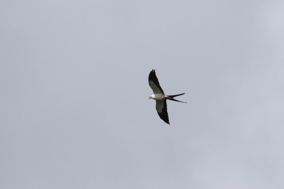 Swallow-tailed Kite - ML145863341