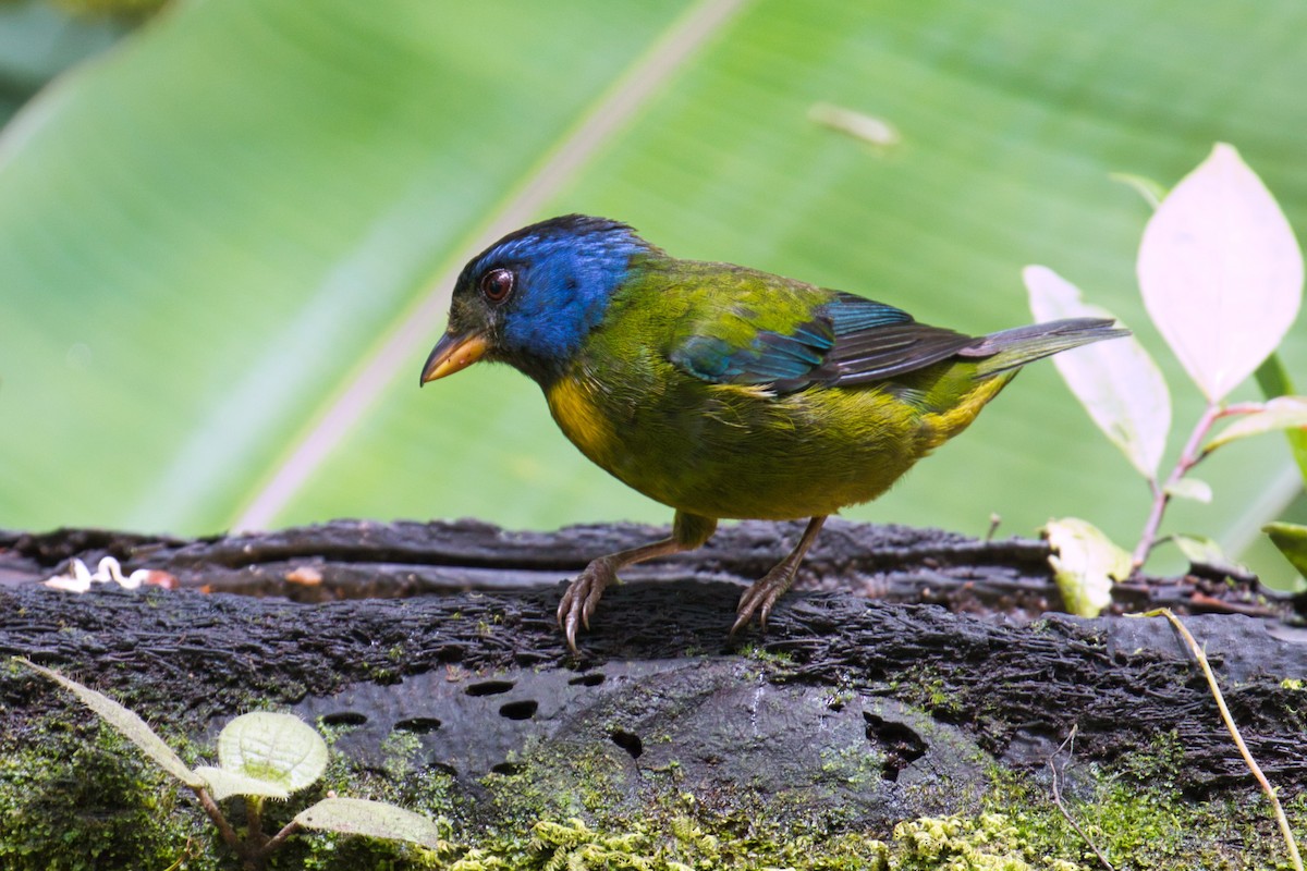 Moss-backed Tanager - Eric Carpenter