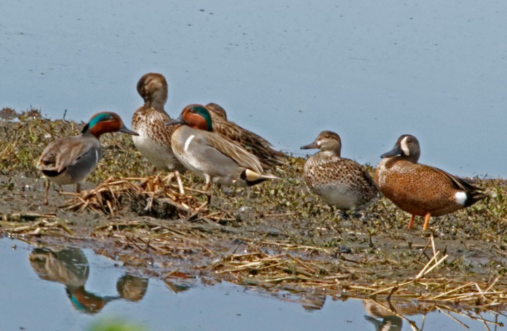 Blue-winged Teal - ML145863861