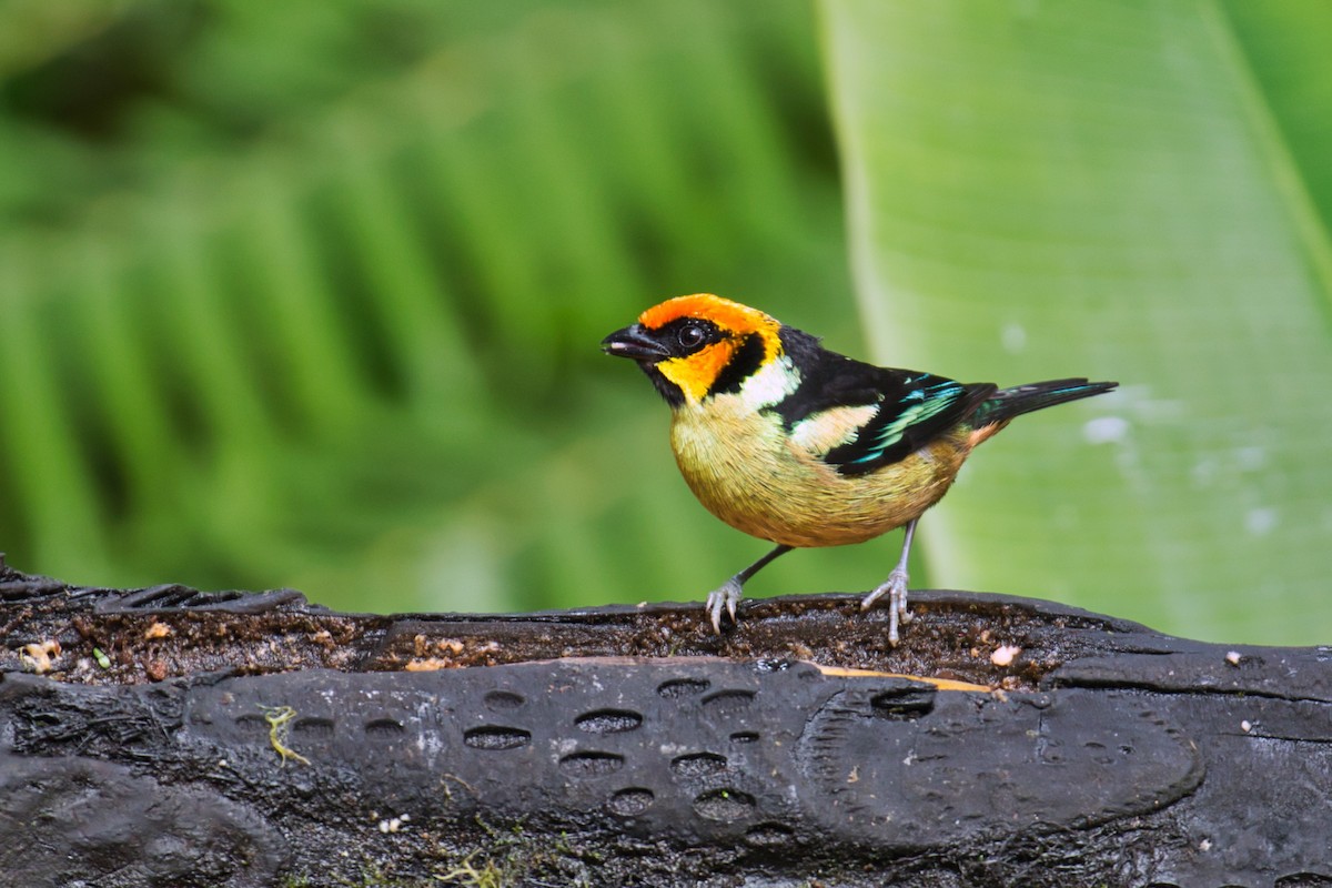 Flame-faced Tanager - ML145863871