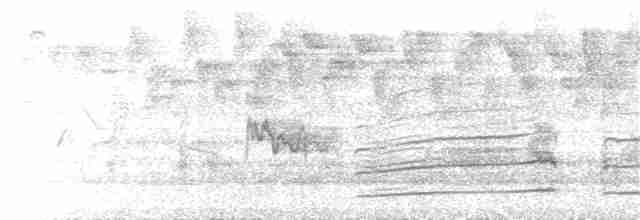 sokol stěhovavý (ssp. minor) - ML145864491