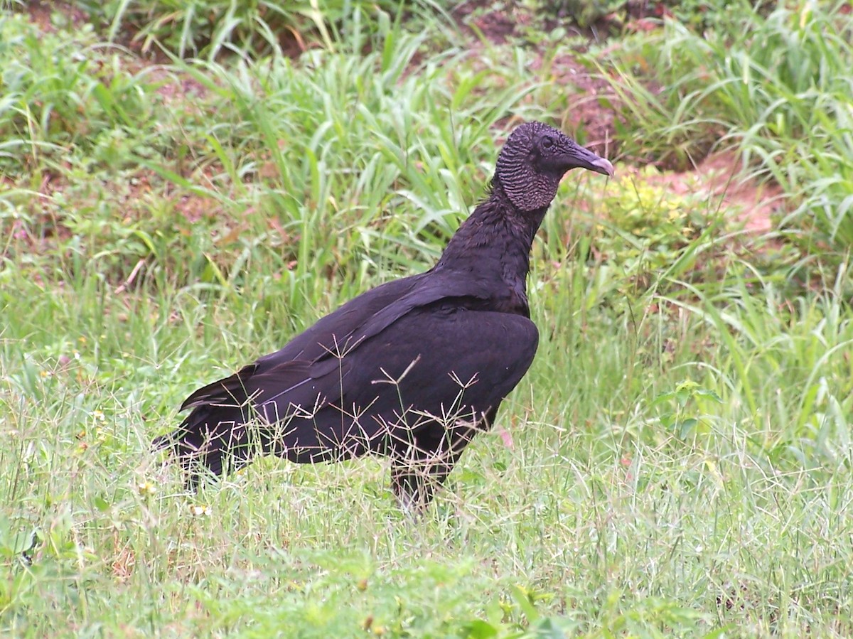 Black Vulture - ML145865311