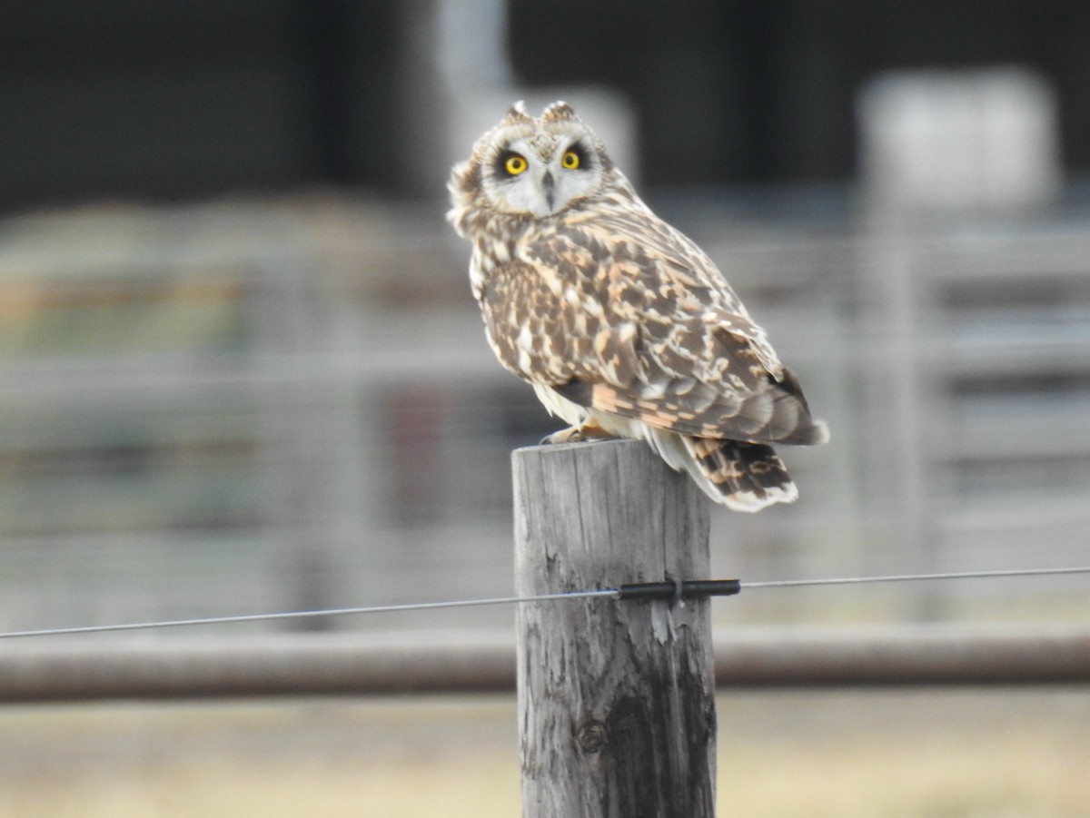 Short-eared Owl - James Holsinger