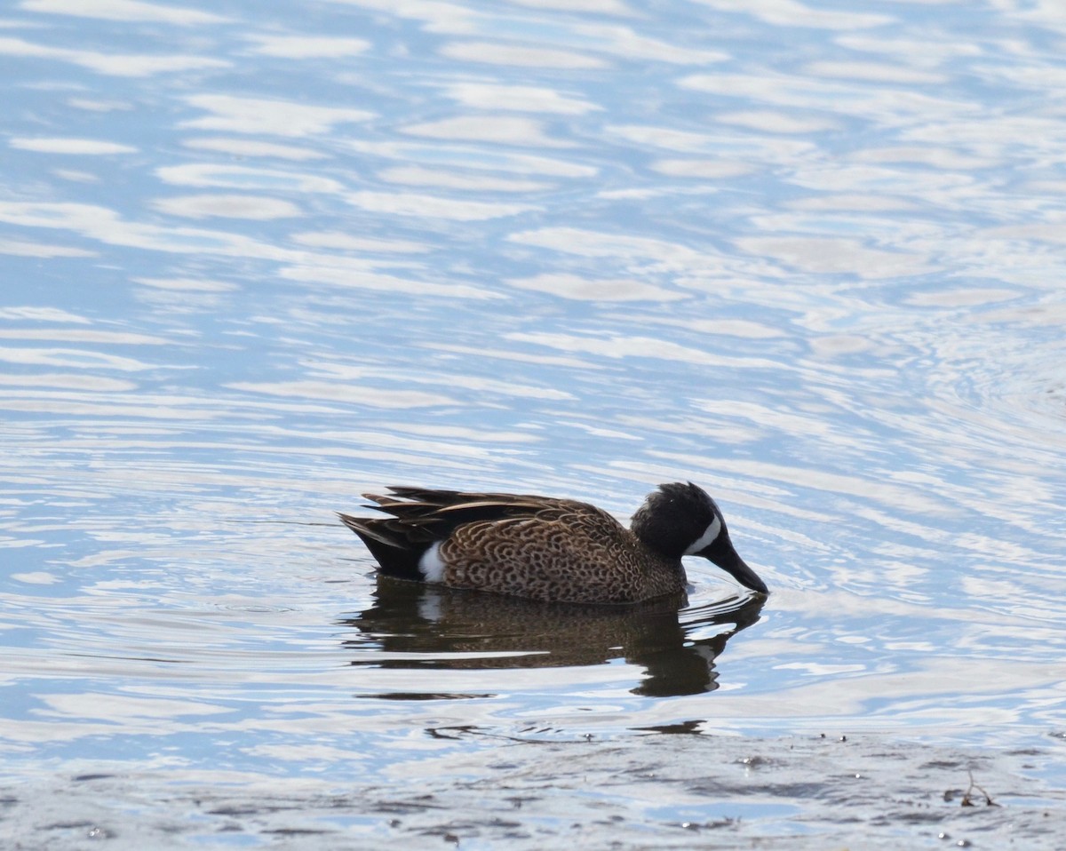 Blue-winged Teal - ML145871511