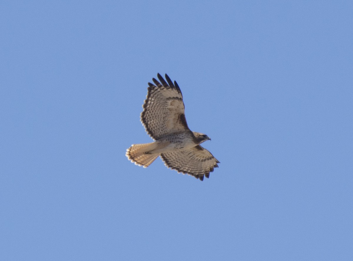 Red-tailed Hawk - ML145875361