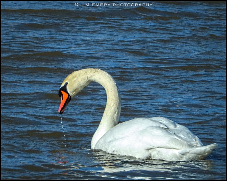 Mute Swan - Jim Emery