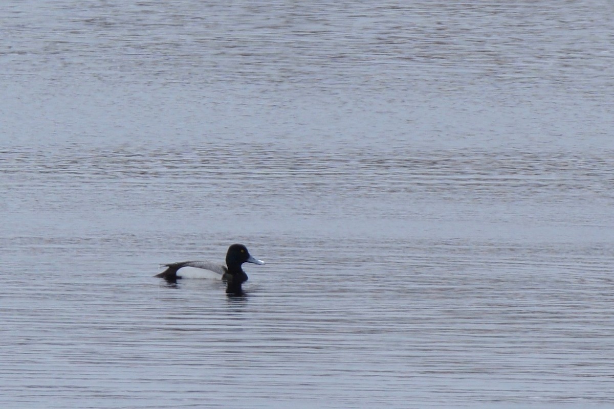 Greater Scaup - ML145877501