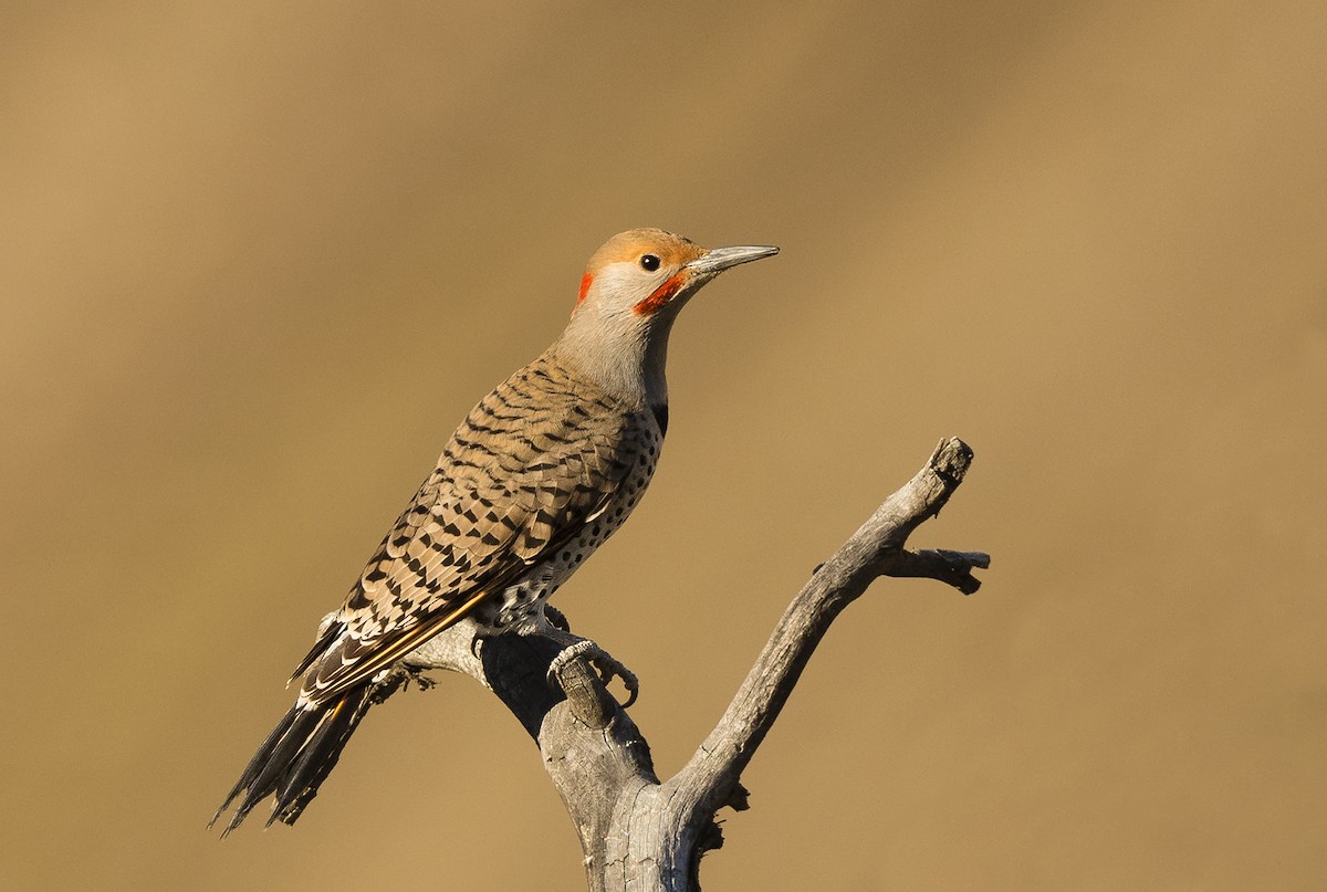 Northern Flicker (Yellow-shafted x Red-shafted) - Ian Routley