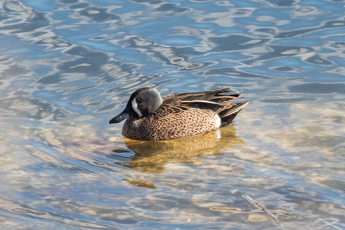 Blue-winged Teal - ML145877791