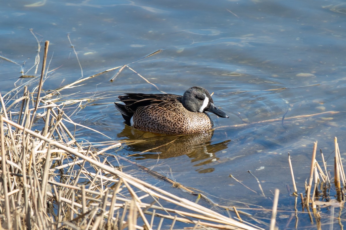 Blue-winged Teal - ML145877801