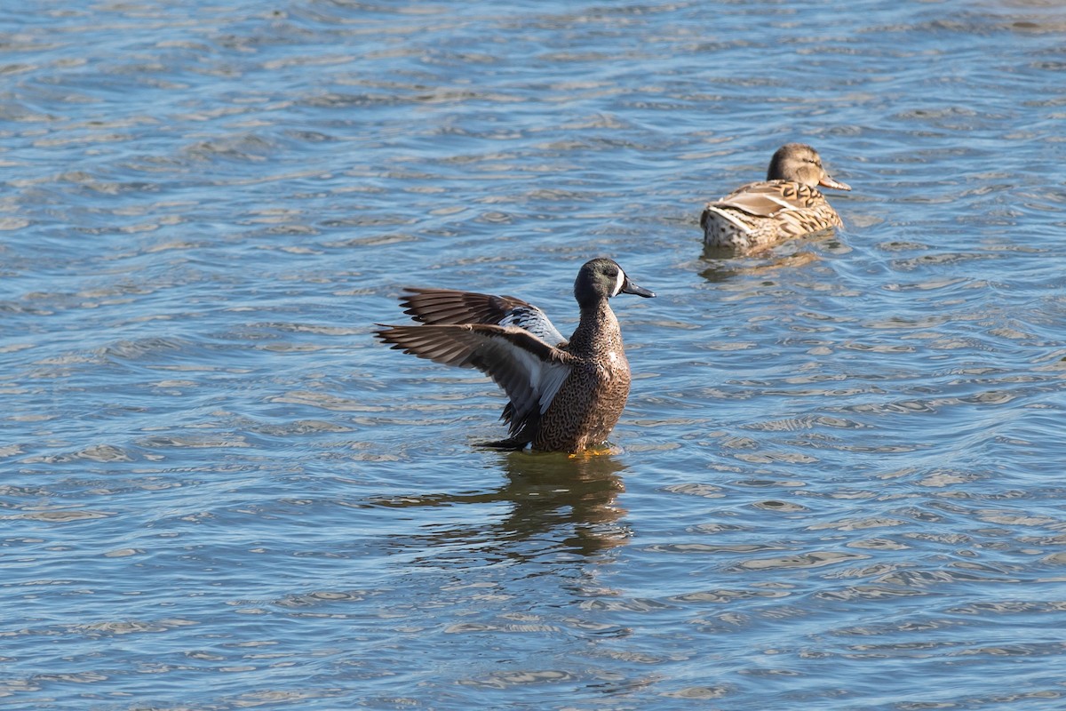 Blue-winged Teal - ML145877811