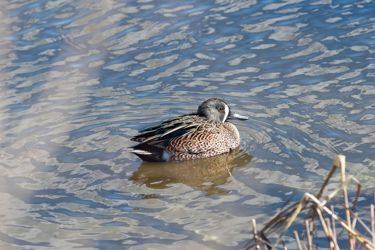Blue-winged Teal - ML145877831