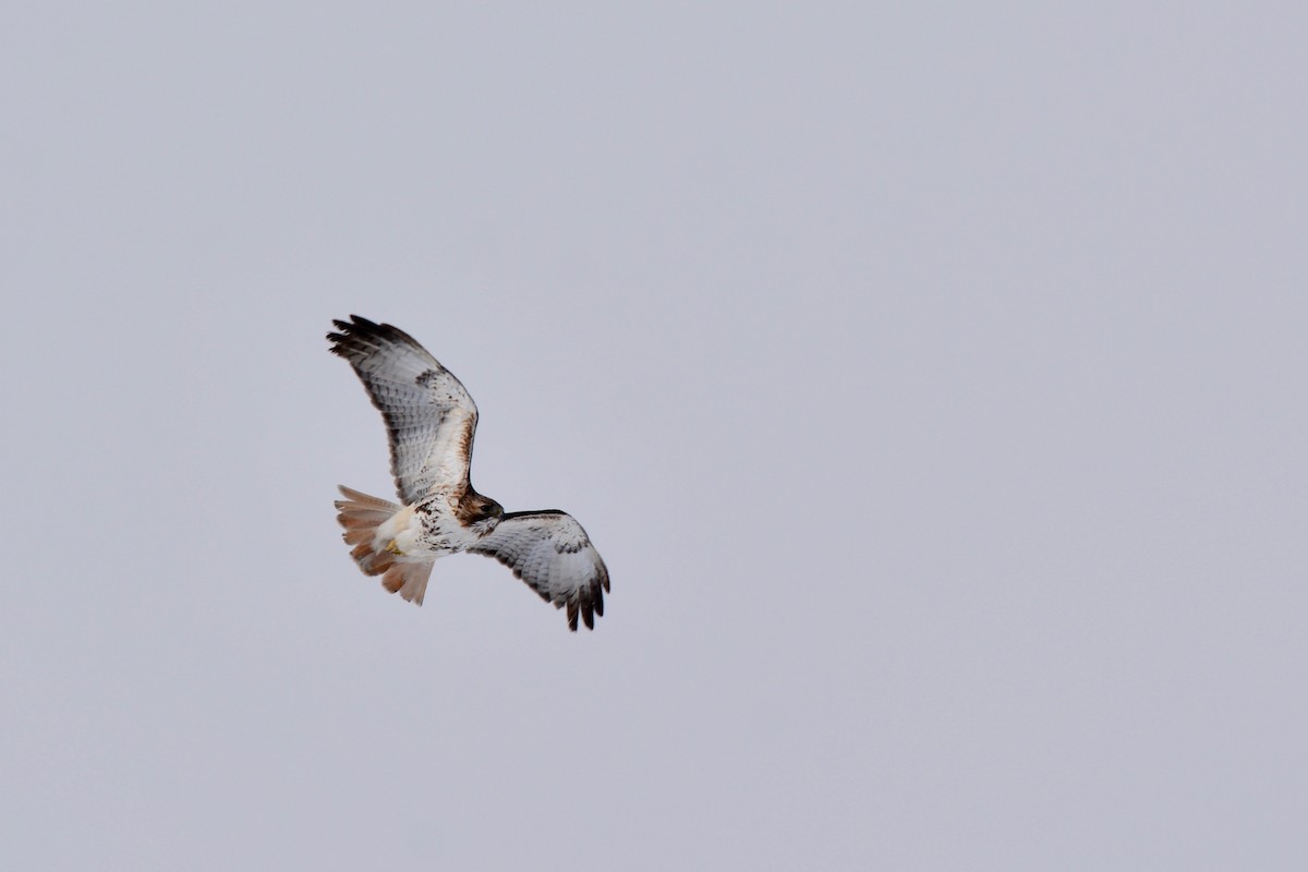 Red-tailed Hawk - ML145878401