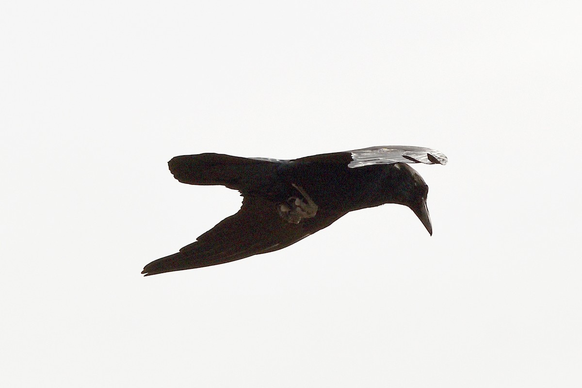 Corvus sp. (raven sp.) - ML145878681