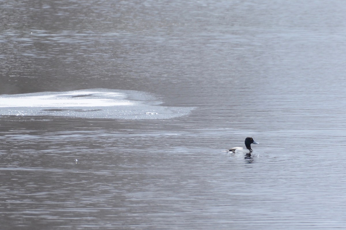Greater Scaup - ML145879341