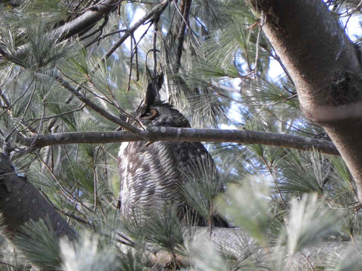Great Horned Owl - ML145879891