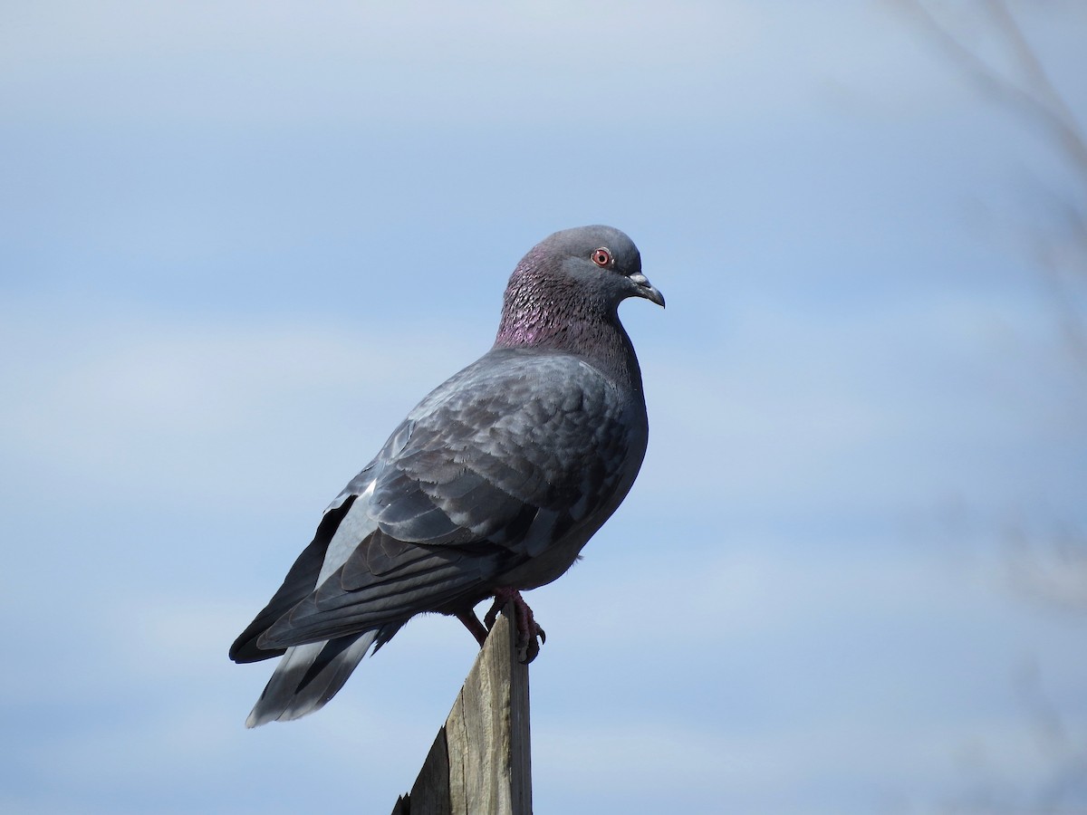 Rock Pigeon (Feral Pigeon) - Marjorie Watson
