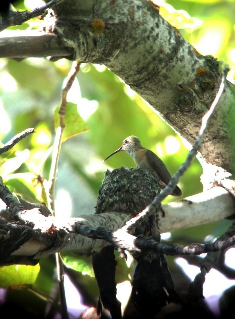 Calliope Hummingbird - ML145880691
