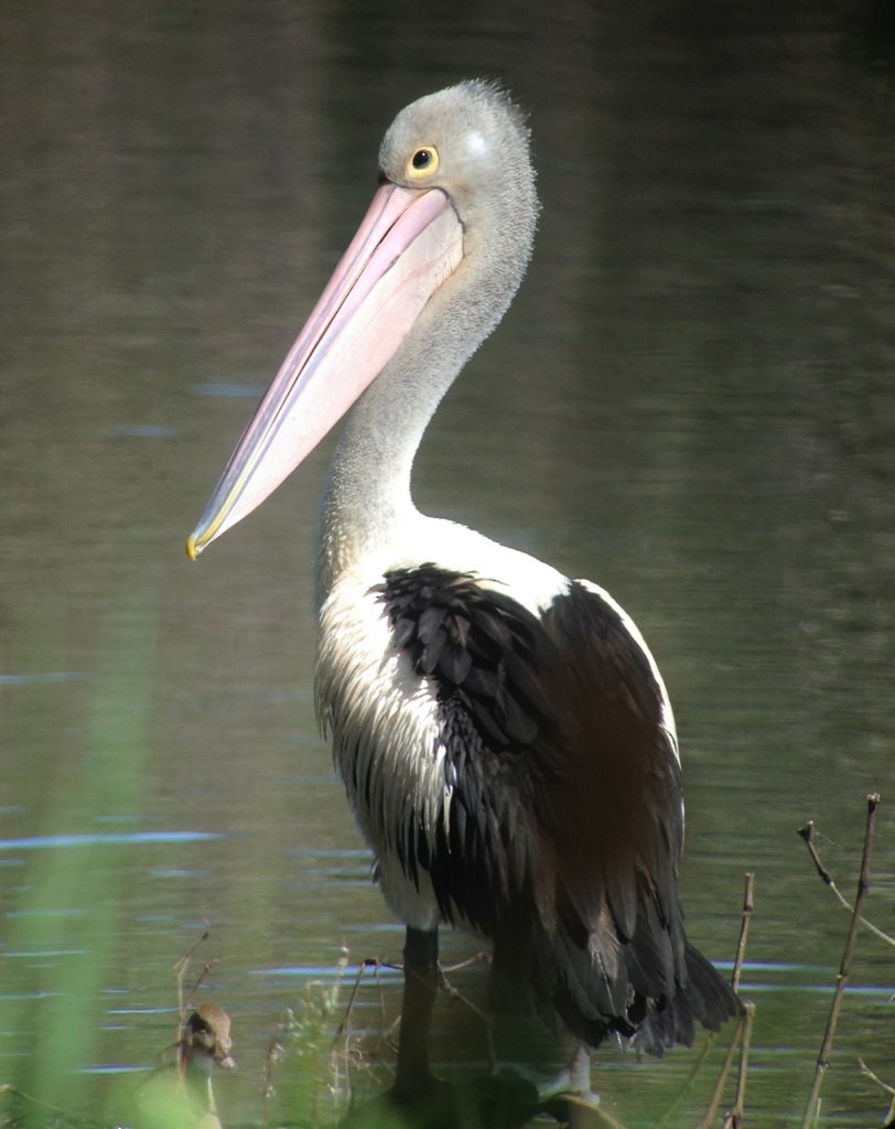 Australian Pelican - Lizabeth Southworth