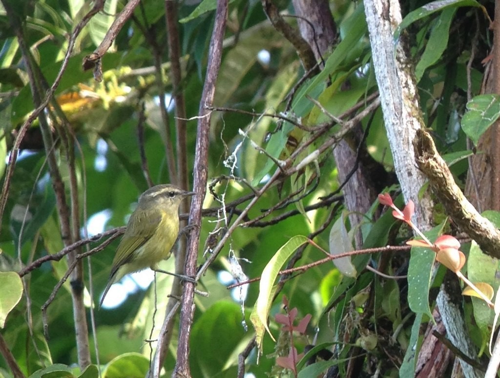 Island Leaf Warbler (New Guinea) - ML145881641