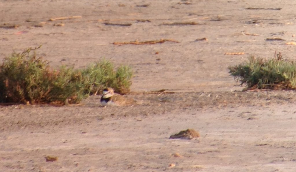 Collared Plover - ML145881941
