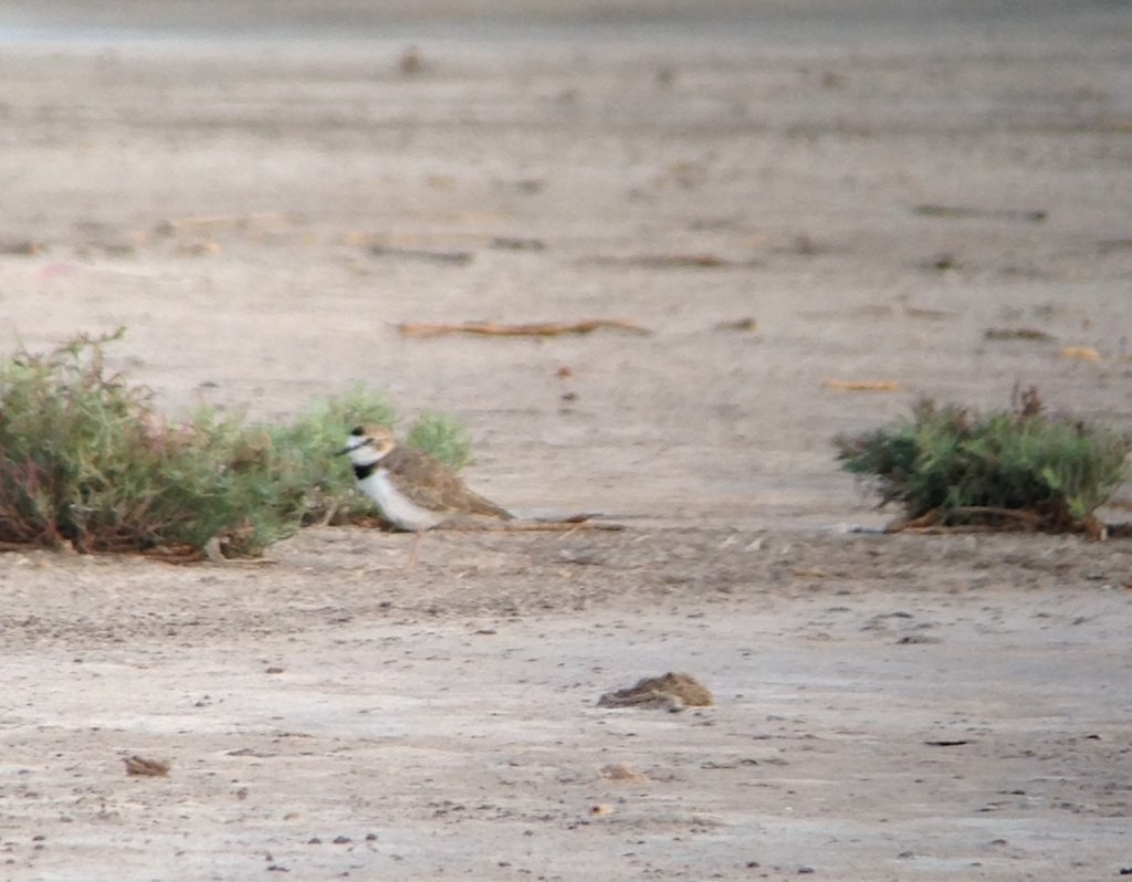 Collared Plover - ML145881951
