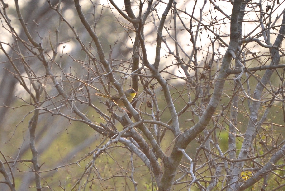 Gray-crowned Yellowthroat - Lizabeth Southworth