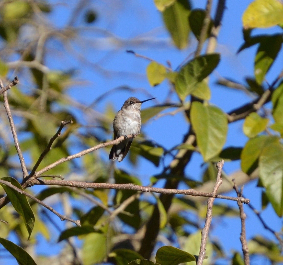 Ruby-throated Hummingbird - Lizabeth Southworth