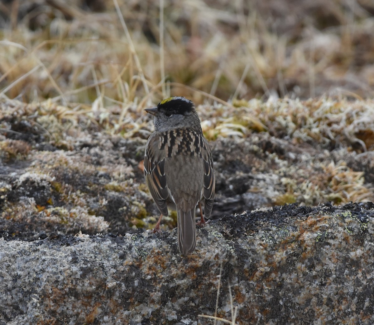 Golden-crowned Sparrow - ML145885341