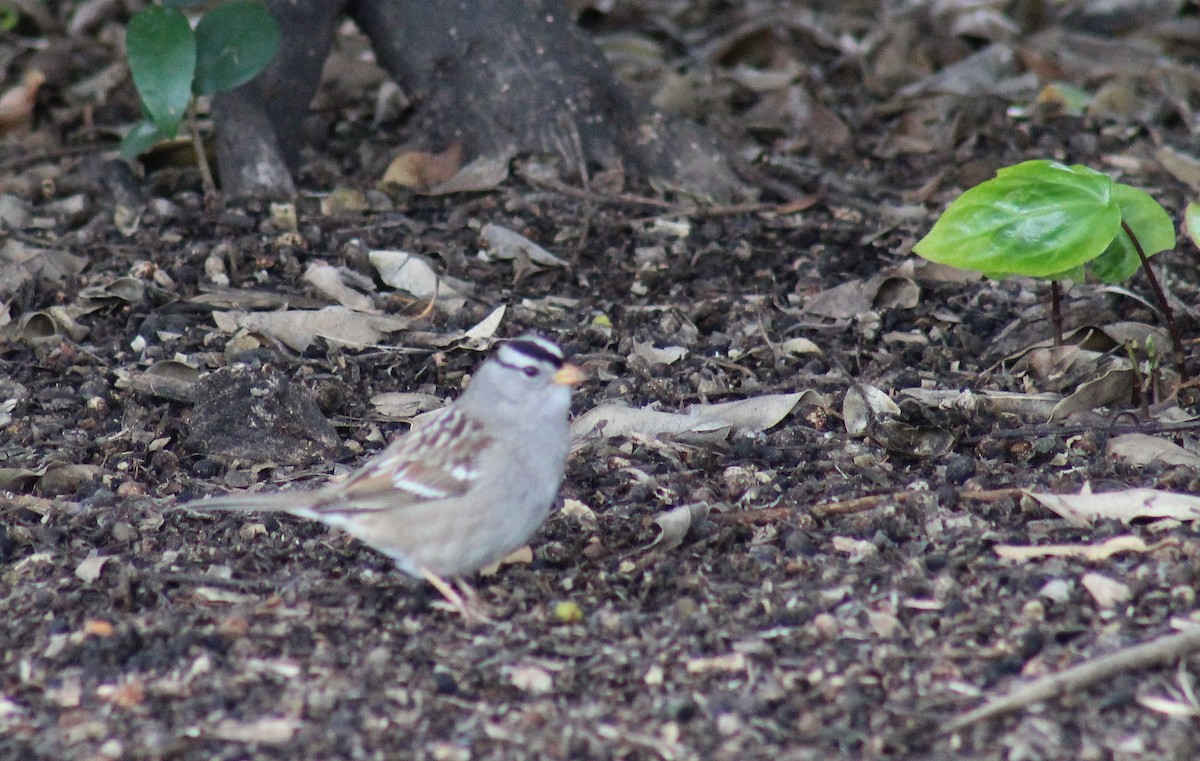 White-crowned Sparrow (Gambel's) - Jon. Anderson