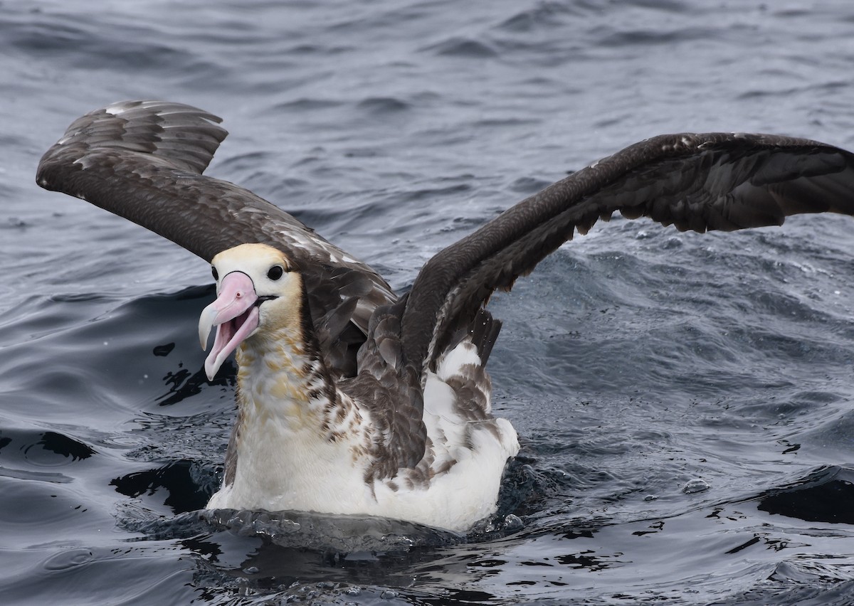 albatros bělohřbetý - ML145887811