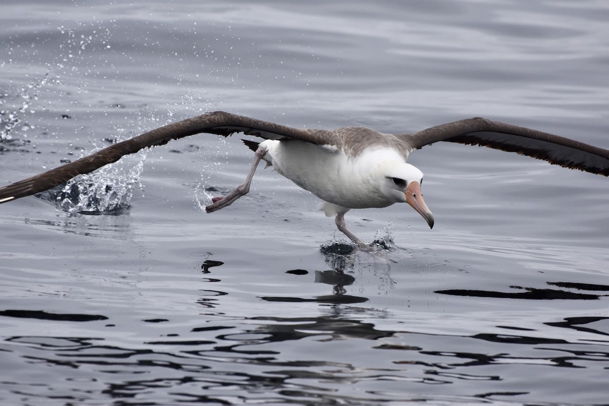 Laysan Albatross - Lizabeth Southworth
