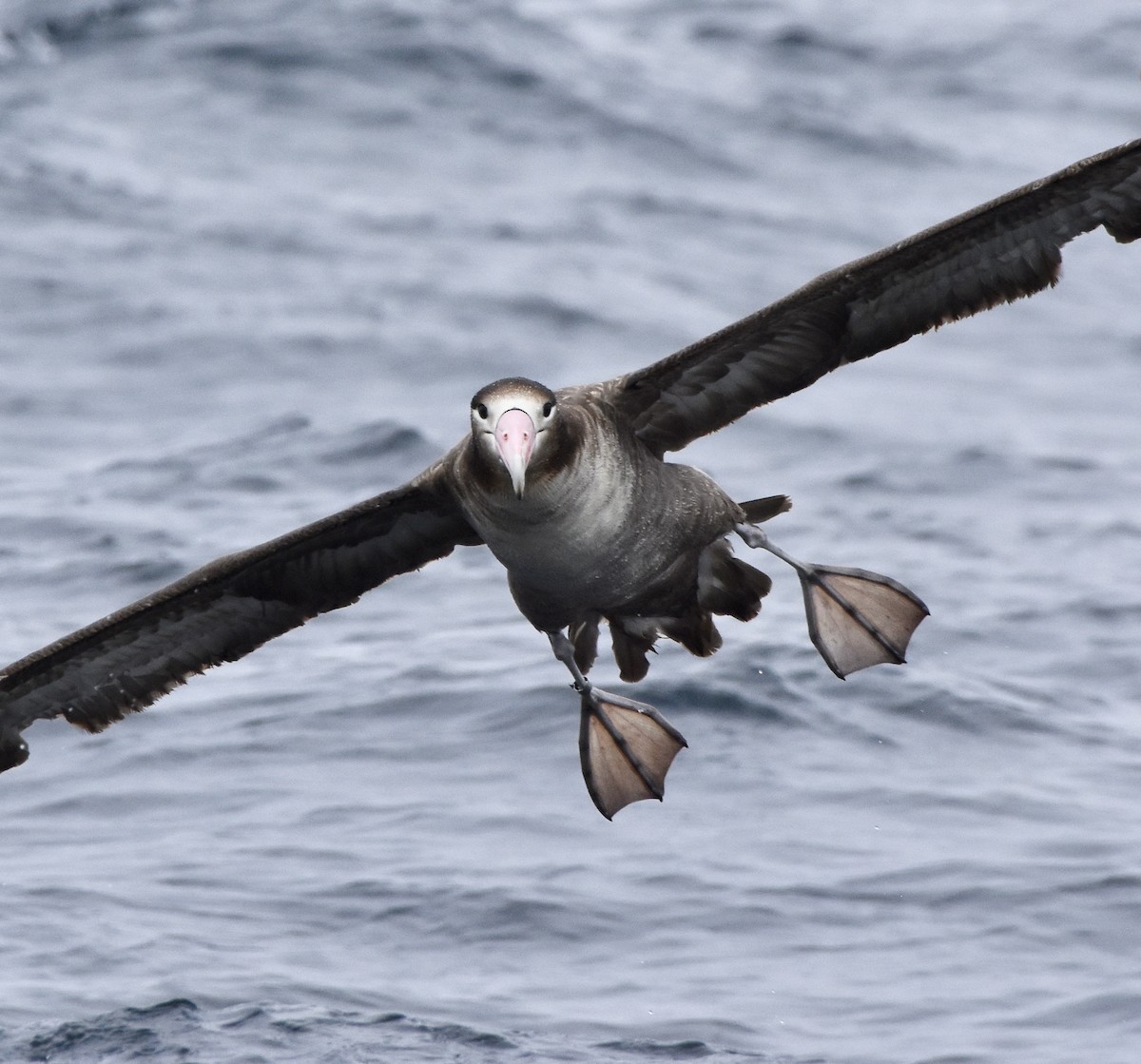 Short-tailed Albatross - Lizabeth Southworth