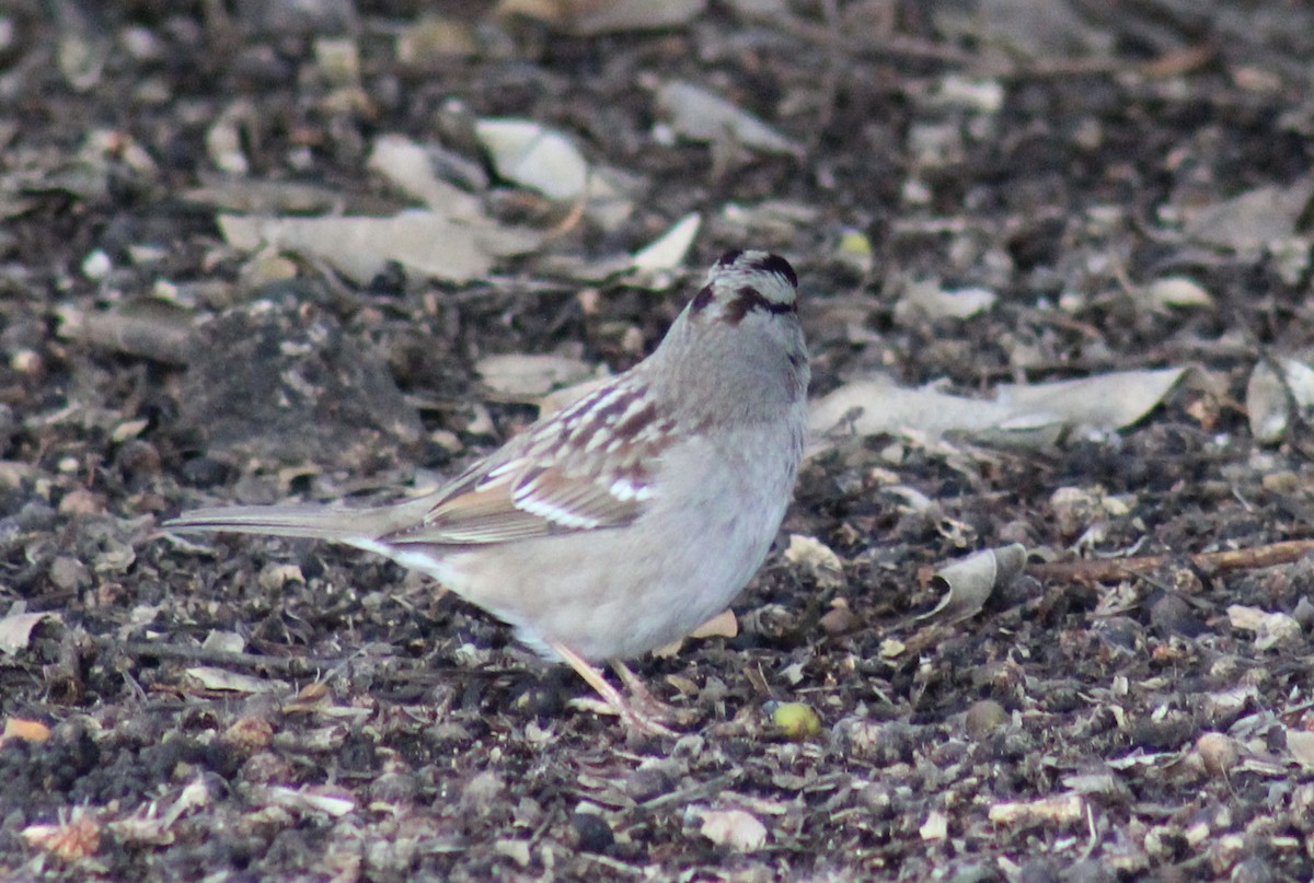White-crowned Sparrow (Gambel's) - ML145887991