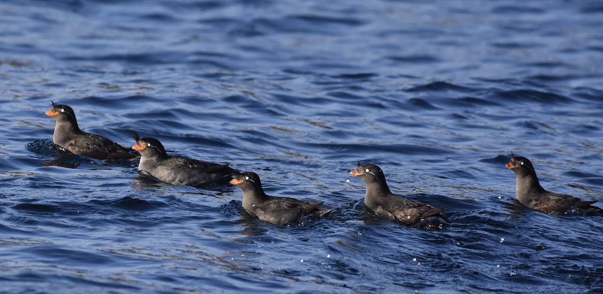 Crested Auklet - ML145888001