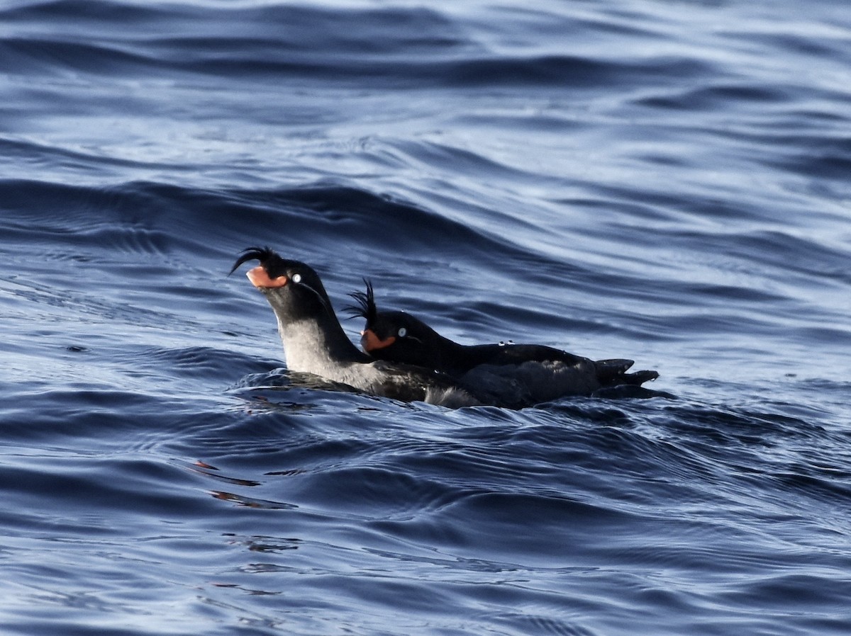 Crested Auklet - ML145888031