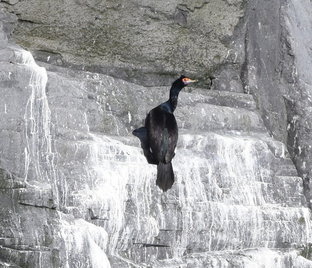 Red-faced Cormorant - ML145888101
