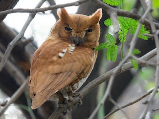 コノハズクページ ヒゲコノハズク - eBird