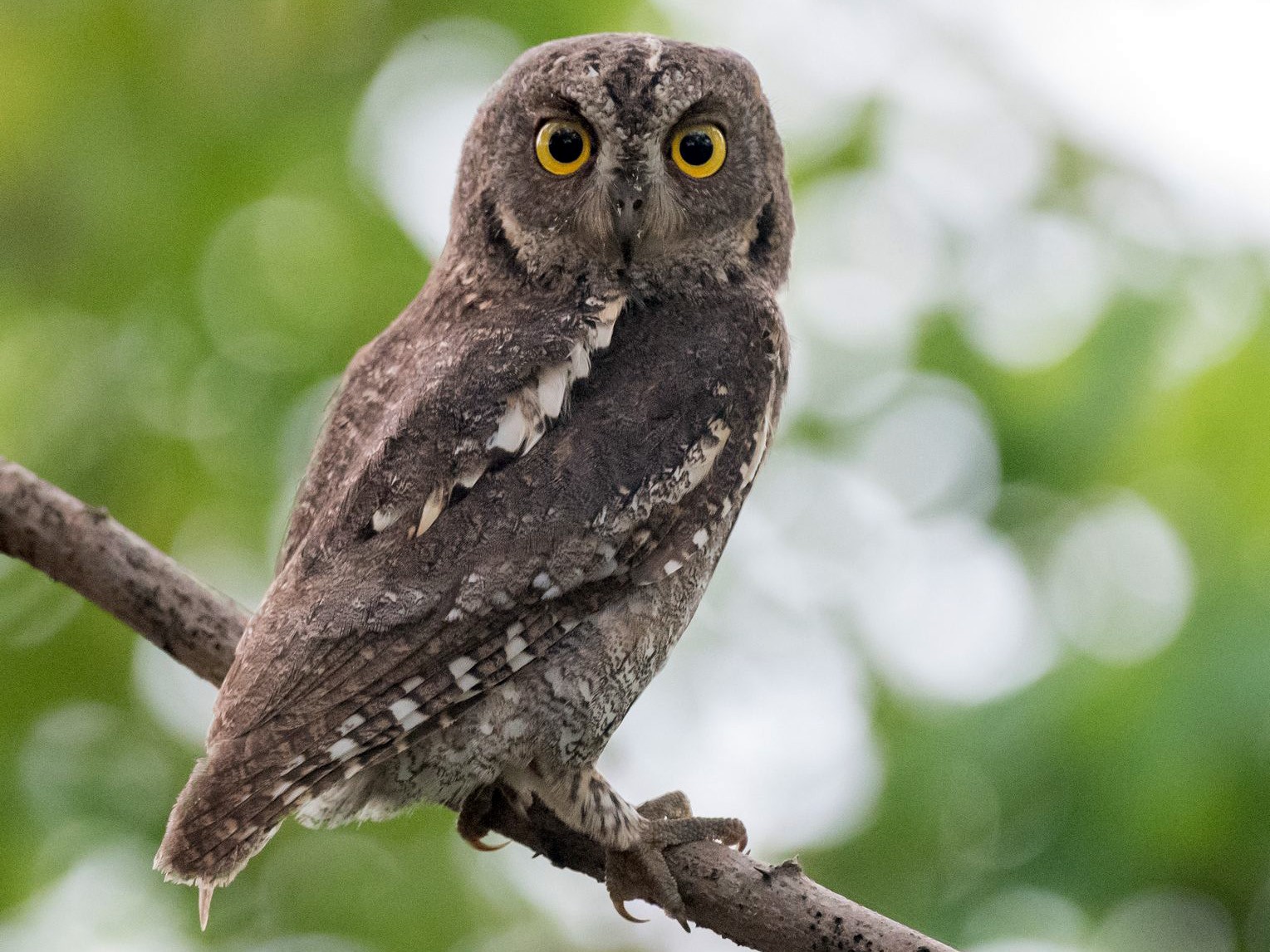 Oriental Scops-Owl - Kai Pflug