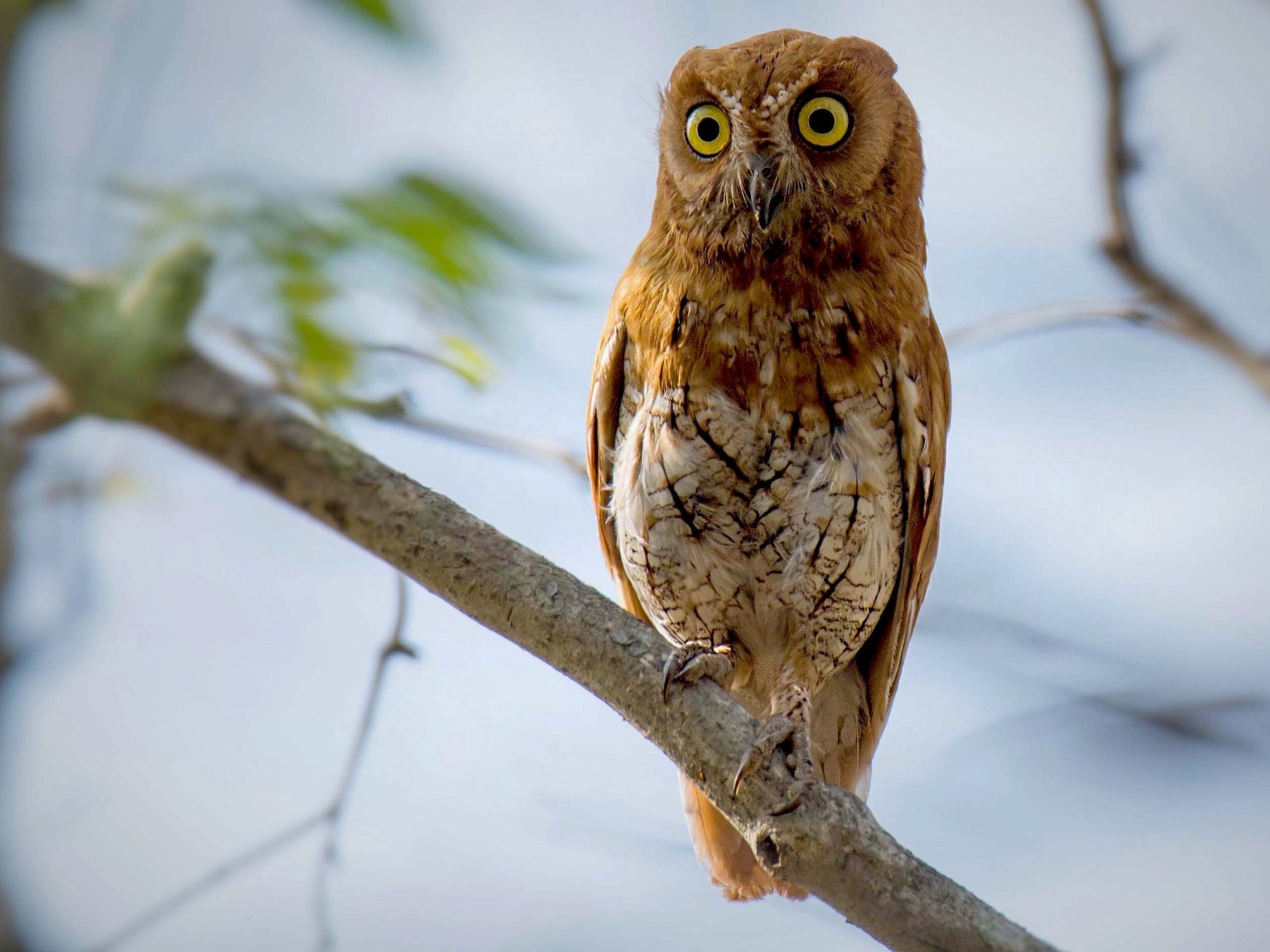 Oriental Scops-Owl - Pramod Dhal