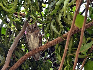 コノハズク - eBird