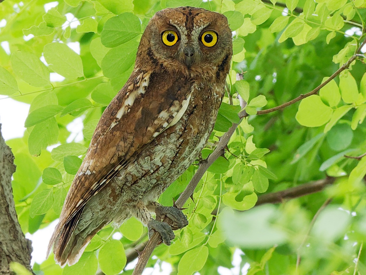 Oriental Scops-Owl - Vincent Wang