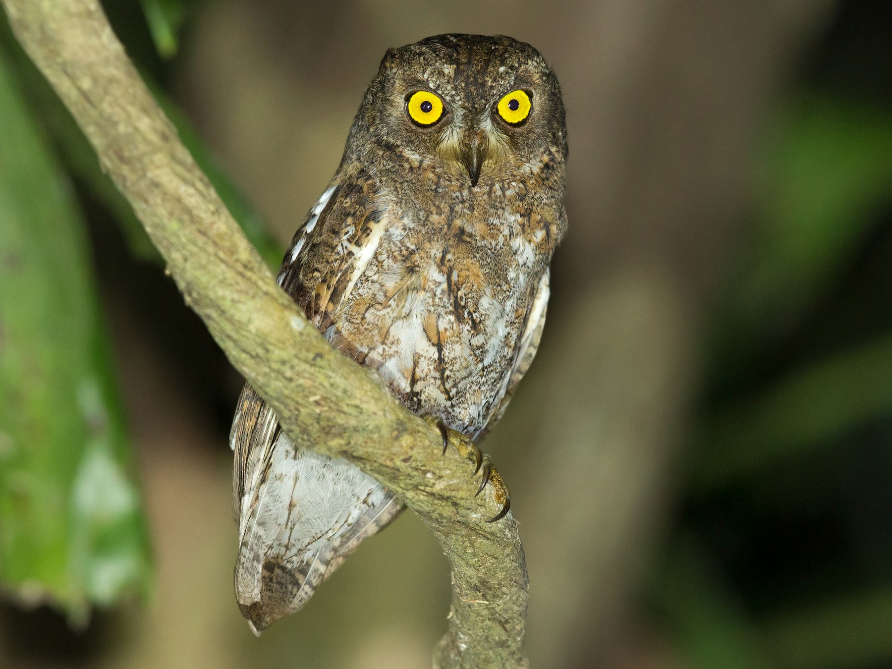 Oriental Scops-Owl - David Irving