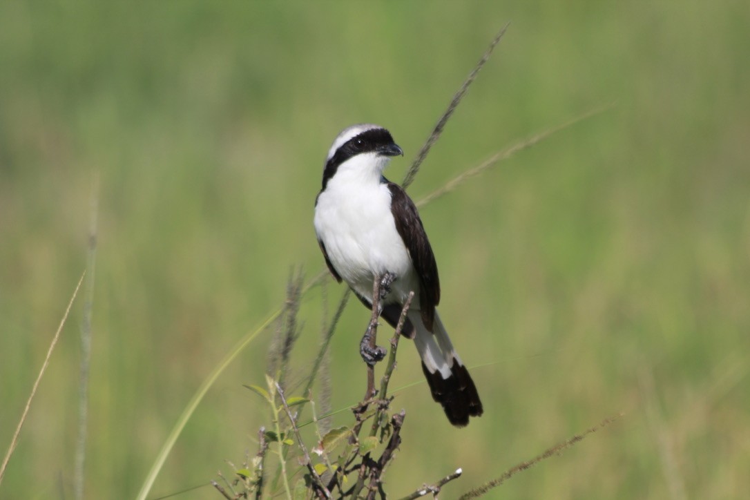Gray-backed Fiscal - ML145891311
