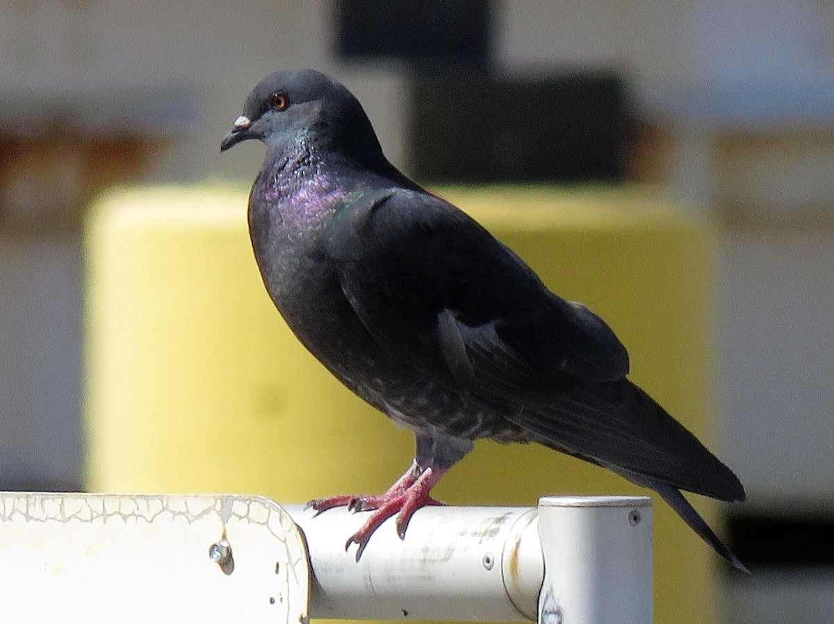 Rock Pigeon (Feral Pigeon) - Ricardo Barrios