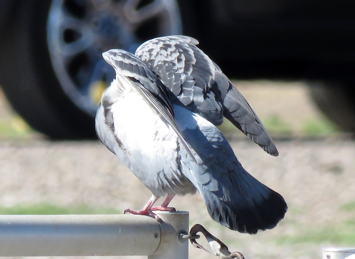 Rock Pigeon (Feral Pigeon) - Ricardo Barrios